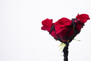 Rose in Bondage #002 Ed.1/5 / Hajime Kinoko