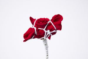 Rose in Bondage #001 Ed.4/5 / Hajime Kinoko
