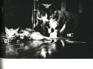 「写真帖 安家部落 / 石田絋一」画像3