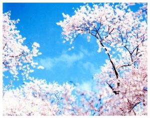 「鈴木理策　熊野、雪、桜 / 写真：鈴木理策　文：鷲田清一、丹羽晴美　デザイン：秋山伸、松井健太郎」画像5