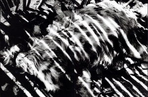 「LIGHT & SHADOW MAGAZINE Special Edition / Daido Moriyama 」画像3