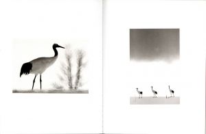 「Twenty One Red-crowned Cranes and One Black Crow / Camille Solyagua」画像2
