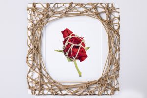 Flower in Bondage (L) ♯001 Ed.1/5 / Hajime Kinoko
