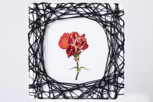 Flower in Bondage (L) ♯008 Ed.1/5 / Hajime Kinoko