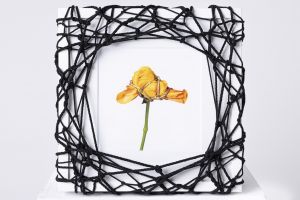 Flower in Bondage (M) ♯004 Ed.1/5 / Hajime Kinoko