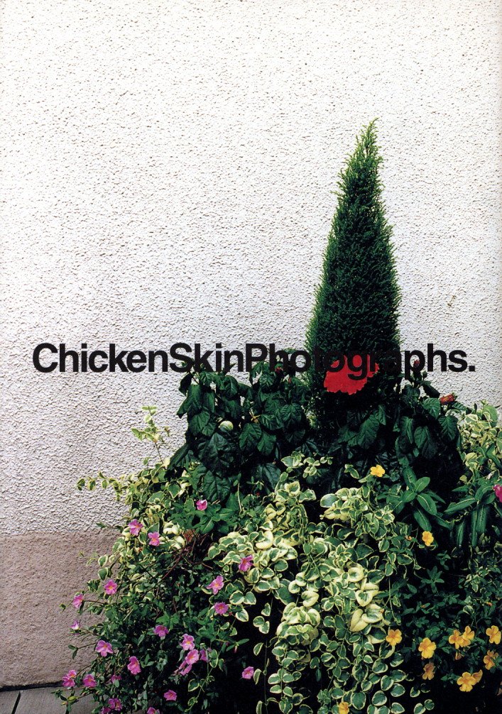「Chicken Skin Photographs. Part Three. / 写真：清野賀子　デザイン：石崎健太郎」メイン画像