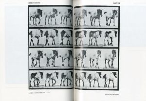 「ANIMALS IN MOTION / Eadweard Muybridge 」画像4