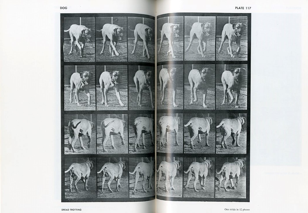 ANIMALS IN MOTION / Eadweard Muybridge | 小宮山書店 KOMIYAMA
