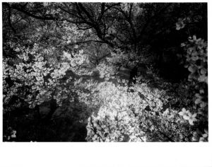 Cherry Blossoms【サイン入】 / 森山大道