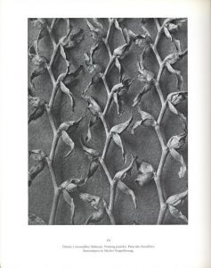 「KARL BLOSSFELDT   ART FORMS IN NATURE   THE COMPLETE EDITION / Photo: Karl Blossfeldt　Text:  Georges Bataille, Gert Mattenklott」画像1