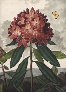 「Botanicals: Butterflies Insects / 編：Leslie K. Overstreet」画像6
