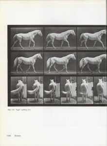 「Eadweard Muybridge MUYBRIDGE'S HUMAN AND ANIMAL LOCOMOTION All 781 Plates from the 1887 “Animal Locomotion” Vol.1~Vol.3 /  Photo: Eadweard Muybridge」画像11