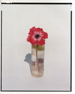 「YOSHIHIKO UEDA : FLOWERS / 著：上田義彦　文：伊藤俊治　装幀：葛西薫」画像6