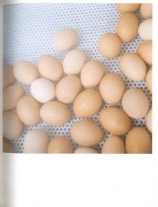 「 アイーラ / 写真・構成：川内倫子」画像1