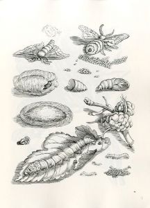 「FLOWERS, BUTTERFLIES, AND INSECTS All 154 Engravings from 