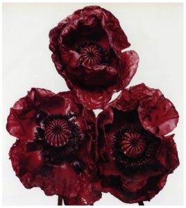 「FLOWERS IRVING PENN / Irving Penn」画像1