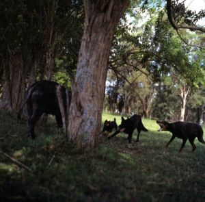 「On the Sixth Day / Photo: Alessandra Sanguinetti　Essay: Robert Blake 」画像4