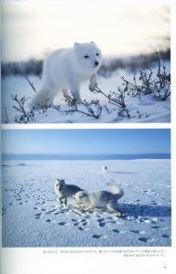 「悠久の時を旅する / 星野道夫」画像4