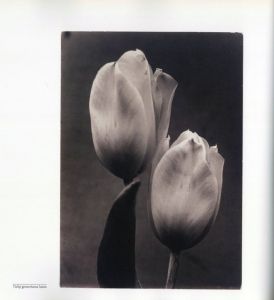 「PLANT KINGDOMS: THE PHOTOGRAPHS OF CHARLES JONES / Photo: Charles Jones　Author: Sean Sexton, Robert Flynn Johnson」画像5