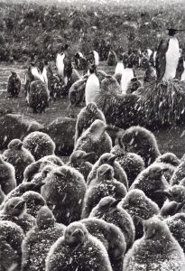 「GENESIS / Sebastião Salgado」画像5