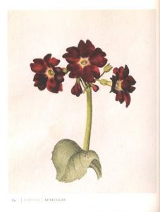 「Mr.Marshal's Flower Book / Author: Alexander Marshal」画像2