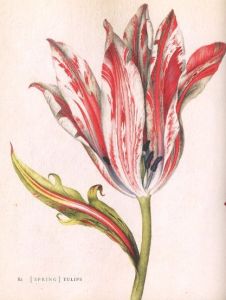 「Mr.Marshal's Flower Book / Author: Alexander Marshal」画像3