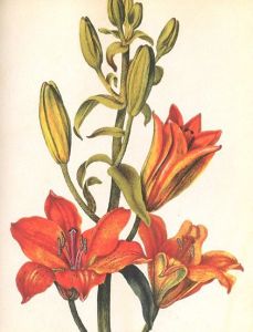 「Mr.Marshal's Flower Book / Author: Alexander Marshal」画像5