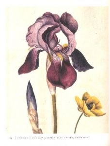 「Mr.Marshal's Flower Book / Author: Alexander Marshal」画像4