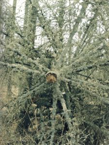 「KAZAN / 写真：細倉真弓　編：後藤繁雄」画像2