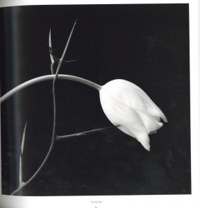 「PISTILS / Robert Mapplethorpe」画像2