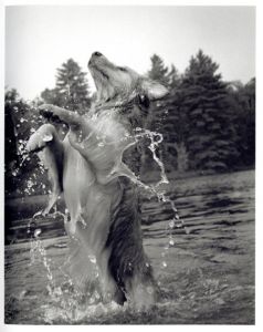 「BEAR POND / Bruce Weber」画像4