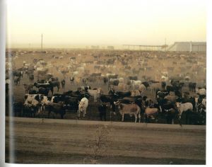 「AMERICAN PROSPECTS / Joel Sternfeld」画像2