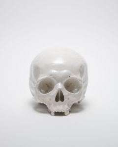 SKULL WHITE／丸岡和吾（SKULL WHITE／Kazumichi Maruoka)のサムネール