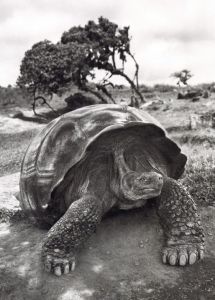 「GENESIS / Sebastião Salgado」画像2