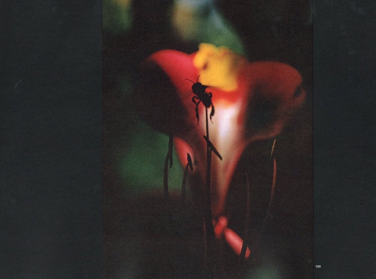 THE CREATION / Ernst Haas | 小宮山書店 KOMIYAMA TOKYO