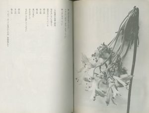 「テリトリー論 1 / 著：伊藤比呂美　写真：荒木経惟　構成・装丁：菊地信義」画像2