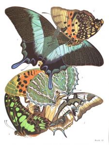 「SEGUY'S DECORATIVE BUTTERFLIES AND INSECTS IN FULL COLOR / E.A.Seguy」画像2