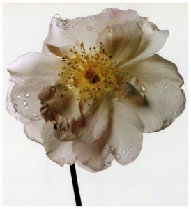 「FLOWERS IRVING PENN / Irving Penn」画像2