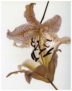 「FLOWERS IRVING PENN / Irving Penn」画像5