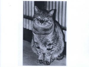 「Stray Cats / 森山大道」画像4