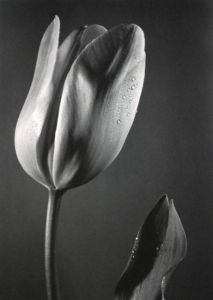 「HANA / 石元泰博」画像3