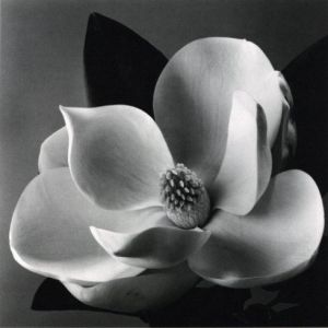 「HANA / 石元泰博」画像6