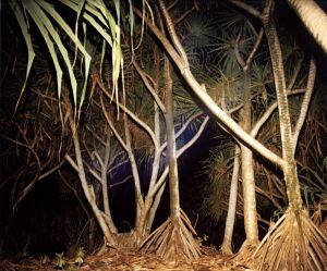 「Chronologies / Richard Misrach」画像1