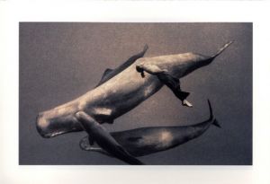「Ashes and Snow Tokyo Exhibition Catalog / グレゴリー・コルベール」画像4
