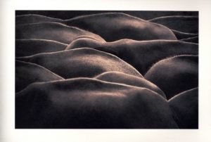 「Ashes and Snow Tokyo Exhibition Catalog / グレゴリー・コルベール」画像6