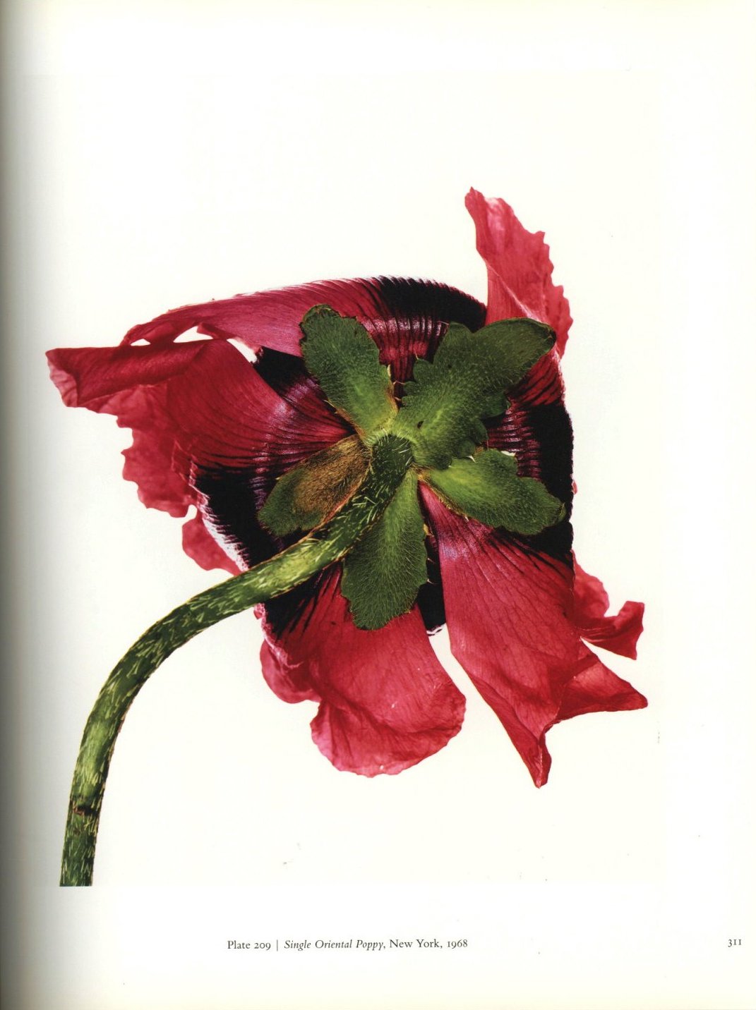 Irving Penn CENTENNIAL / Photo: Irving Penn | 小宮山書店