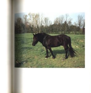 「Horses and Dogs / William Eggleston」画像1