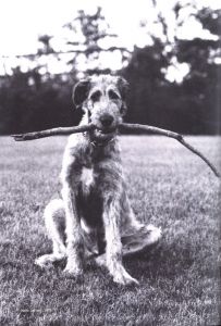「Spezial FOTOGRAFIE PORTFOLIO No.39 Elliot Erwitt / Elliot Erwitt」画像1