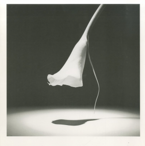 「MAPPLETHORPE / 写真：ロバート・メイプルソープ」画像6