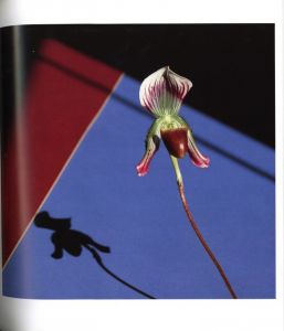 「Flowers / Author: Robert Mapplethorpe　Foreword: Patti Smith　Design: Dimitri Levas」画像1